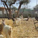 Gli Animali photo review