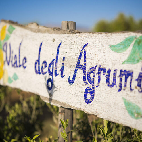 agrumi3_fattoria augustali