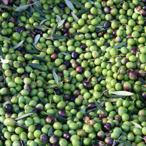 olive